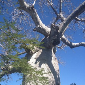 Baobab de madagascar, sur la route d'Antsirabe