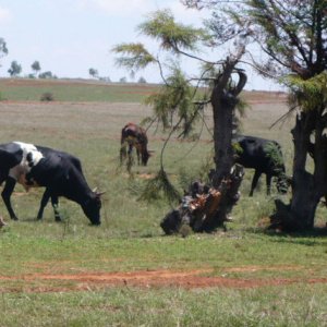 Le zébu de madagascar