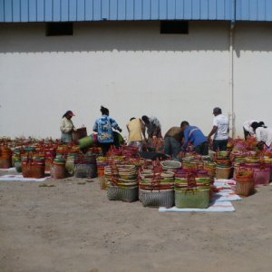 Triage des paniers. - Arrivée des artisans avec leur production de paniers