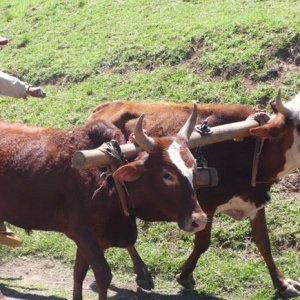 Les zébus de madagascar