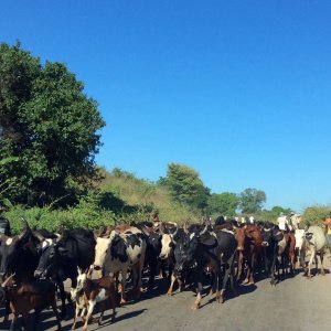 Un troupeau de zébu sur la route du sud