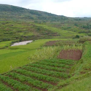 Rizières de Madagascar