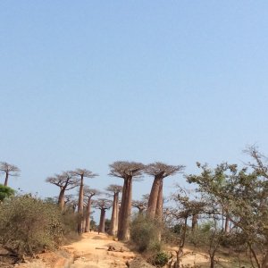 La forêt de baobabs à Morondava