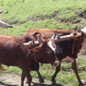 Les zébus de madagascar