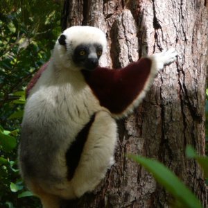 Indri Indri - Lémurien emblème de l'île